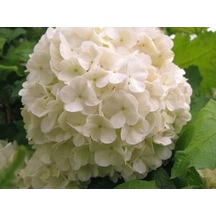 Kartopu Çiçeği Fidanı Beyaz 40-60 Cm
