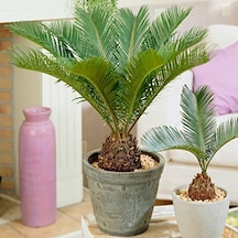Sikas – Japon Sago Palmiyesi 30-40cm