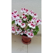 Ceylan Gözlü Sardunya Fidanı Mor Beyaz 10-20 Cm