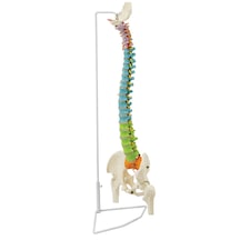 Femur Başlı Esnek Didaktik Omurga Modeli, 85 Cm - Omurga Maketi 01