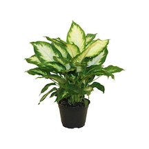 Dieffenbachia Camilia Bitkisi 40 Cm Ev Bitkisi Ofis Bitkisi Salon Bitkisi