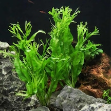 Özel Tür İthal Windelov Java Fern 1 Kök Kolay Ve İhtişamlı Akvaryum Bitkisi Canlı Akvaryum Bitk