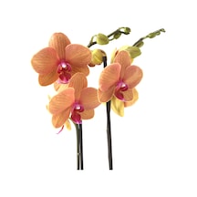 Phalaenopsis 'Golden Brick' (Turuncu Orkide) Ø12 CM 70-80 CM