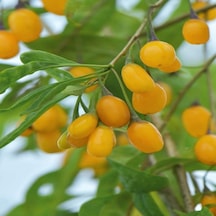 Tüplü Şifalı Özel Çeşit Sarı Amber Goji Berry Kurt Üzümü Fidanı