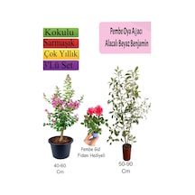 Pembe Oya Ağacı+ Alacalı Beyaz Benjamin+ Pembe Gül Fidanı Hediyeli