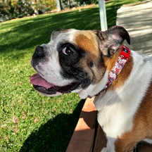 Köpek Boyun Tasması Geri Dönüştürülmüş, Ayarlanabilir, Emniyet Tokalı Küçük Ve Büyük Irklar İçin Tüy Toplamaz, Yıkanabilir, Airtag & İsimlik Uyumlu, Paws Large