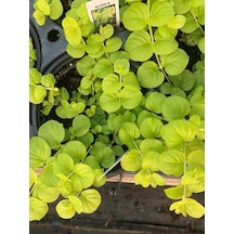 Çiçek Açan Sarı Kız Altın Kolye Çiçeği 1 Adet 30-40cm Lysimachia Nummularia