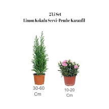 2'li Set Limon Kokulu Servi Fidanı+ Karanfil Çiçeği Dış Mekan Bitkisi