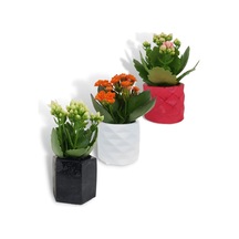 Kalanchoe 3'lü Set | Dekoratif Saksıda