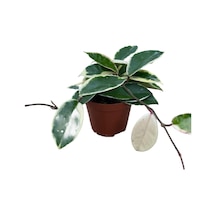 Hoya Carnosa 'variegata' Mum Çiçeği Ø8,5 Cm Y10-15 Cm
