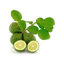 5 Yaş Aşılı Kaffir Lime Limon Fidanı. Torbada