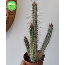 Peniocereus Serpentinus Kaktüs 1 Adet