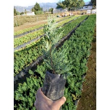 Leylandi Fidanı, 10 Adet Torbada 30 Cm Üzeri