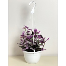 Tradescantia Nanouk Pembe Telgraf Çiçeği