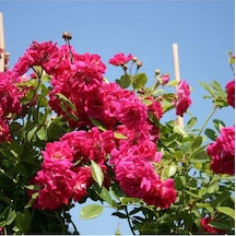 Videolu Pembe Sarmaşık Kokulu Tüplü 90-140 Cm Aşılı Gül Pink Rose