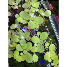 Pistia Stratiotes Su Marulu Su Üstü Canlı Akvaryum Bitkisi 4 Kök 15-20 Yaprak Kolay Bitki