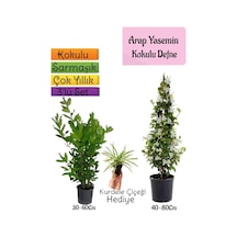 Kokulu Arap Yasemini+defne Çalısı+kurdele Çiçeği 3'lü Bahçe Seti
