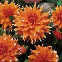 Dev Çiçekli Color Spectacle Dahlia Yıldız Çiçeği Yumrusu 1  Adet