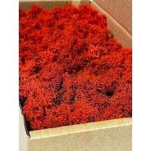 Reindermoss Şoklanmış Norveç Yosunu Terarium Yosunu Kırmızı 500 Gr.