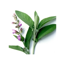 Salvia Officinalis Adaçayı Fidesi 10-20 Cm
