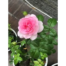 Videolu Yediveren Gül Fidanı Pembe Ve Beyaz 30 60 Cm Saksılı 2 Adet Aşılı Gül Pink And White Rose