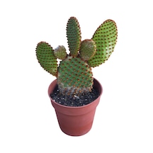 Opuntia Microdays Kırmızı Dikenli- Tavşan Kulağı Kaktüsü 20 Cm Uzunluğunda
