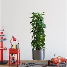 Hubrendy Emin Saksılı Bitki Tasarımlı Yapışkanlı Sticker Resim 90 30 Cm Mc-665