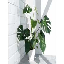Serada Decor Plant Deve Tabanı Bitkisi - Monstera Deliciosa-ithal 35-50 Cm Dolgun Formlu İç Mekan