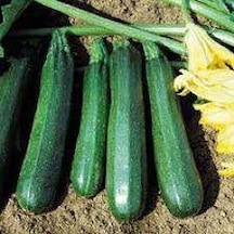 20 Adet Tohum Organik Köy Kara Kabak Tohumu Yeni Hasat Yayla Tohu