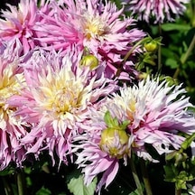 Sweet Arica Dahlia Yıldız Çiçeği Yumrusu 1 Adet