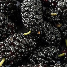 Tüplü Black Lion Kara Dut Fidanı