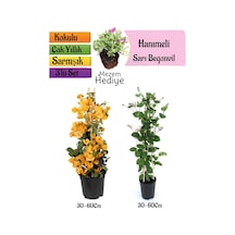 Sarı Begonvil+kokulu Hanıme Çiçeği+mezem Çiçeği 3'lü Peyzaj Seti