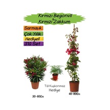 Kırmızı Renk Begonvil+kırmızı Zakkum Fidanı+tül Kuşkonmaz 3'lü Peyzaj Seti