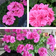 Videolu 1 Adet Pembe Renk Sakız Çiçeği 12-25 Cm Saksılı Çiçekli Bodur Bitkiler Pink Pelargonium