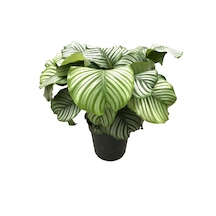 Calathea Orbifolia (Dua Çiçeği) Ø27 CM Y70-80 CM