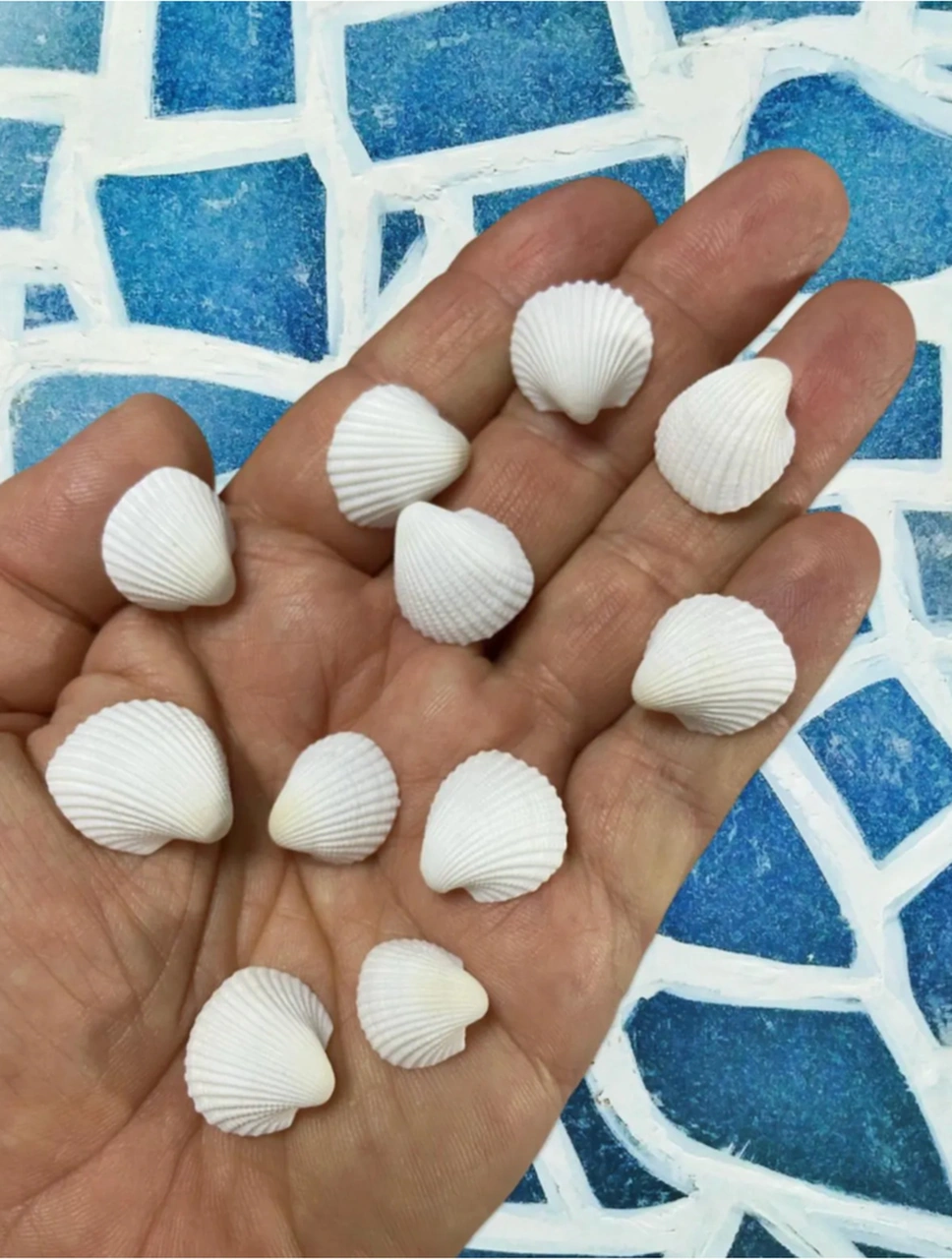 Dekoratif Gerçek Ithal Deniz Kabukları - 50gr - / Kına / Hediye / Dekorasyon