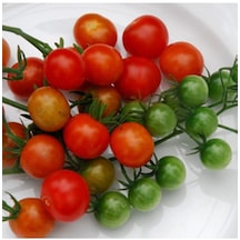 Tess Land Race Currant Domates Tohumu