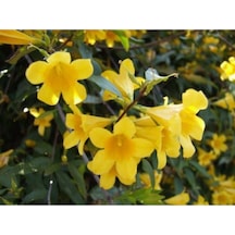 Videolu Sarı Çiçekli Kokulu Yasemin 50-100 Cm Dış Mekan Bitkileri Jasminum Fruticans