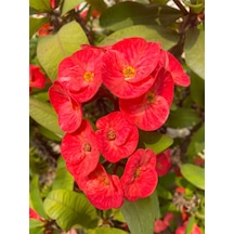 Videolu Kırmızı Renk Dikenler Tacı 1 Adet Saksılı 10-15cm Iç Mekan Ofis Bitkisi Red Euphorbia