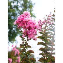 Videolu Pembe Çiçekli Oya Çiçeği Fidanı 45 80 Cm 1 Adet Saksılı Dış Mekan Lagerstroemia Indica
