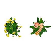 Videolu Milli Dikenler Tacı 2'li 25 40 Cm Saksılı Kaktüs Euphorbia