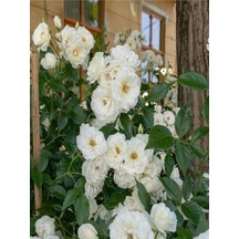 Chopin Beyaz Gül Fidanı 1 Adet Saksılı/tüplü 30-60 Cm Bahçe Bitkisi White Rose