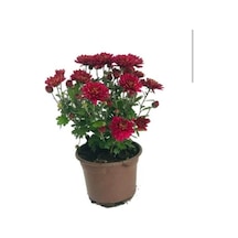 Kırmızı Kasımpatı Çiçeği Fidanı 10-20 Cm