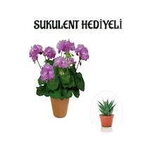 Hediyelik Mor Renk Sardunya Fidanı Sevgililer Gününe Özel Sukulent Hediyeli