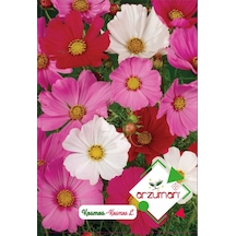 Kozmos Çiçeği Tohumu 30 Adet Tohum N113738