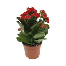 Koyu Kırmızı Kalanşo Çiçeği Fidanı 10-20 Cm
