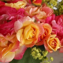 Tüplü Çok Goncalı Firebird Yediveren Gül Fidanı