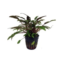 Cryptocoryne Petchii Saksı Canlı Bitki