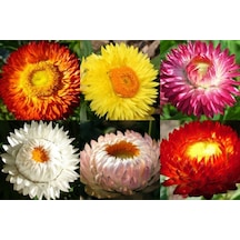 50+ Strawflower Ölümsüz Çiçek Tohumu Katmerli Çiçekli