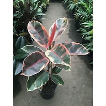 Videolu Alacalı Kauçuk 1 Adet Saksılı 60-80cm Iç Mekan Süs Bitkisi Ficus Elastica Belize